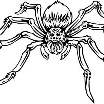 ESspider004bw Thumbnail