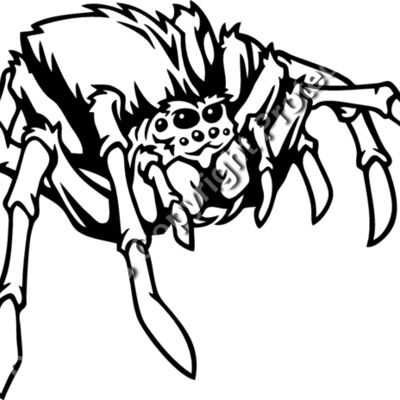 ESspider001bw Thumbnail