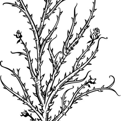 ES2thorns004bw Thumbnail