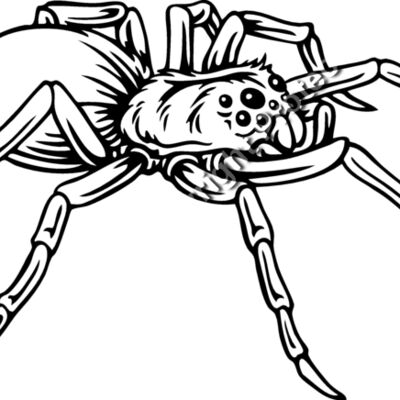 ES2spider001BW Thumbnail