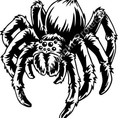 ES2spider005BW Thumbnail