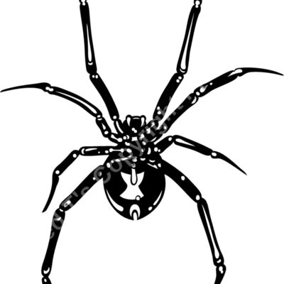ES2spider002bw Thumbnail