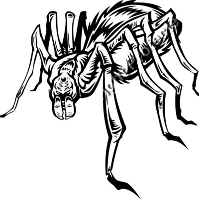 ES2spider004BW Thumbnail