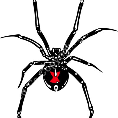 ES2spider002CLR Thumbnail