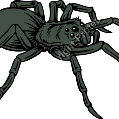 ES2spider001CLR Thumbnail