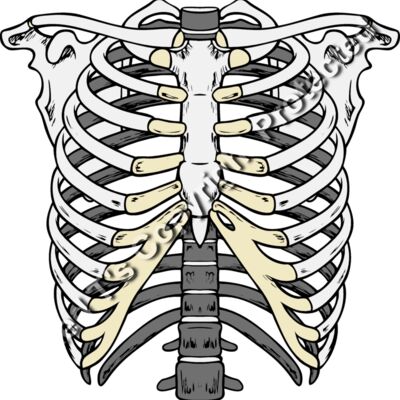 ES2bones003clr Thumbnail