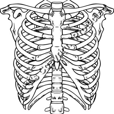 ES2bones003bw Thumbnail