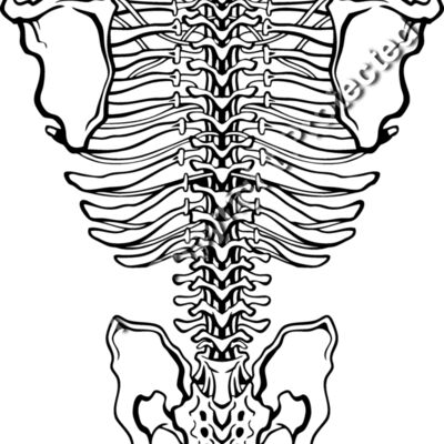 ES3bones01BW Thumbnail