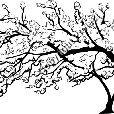 ES3cherryblsm01bw Thumbnail