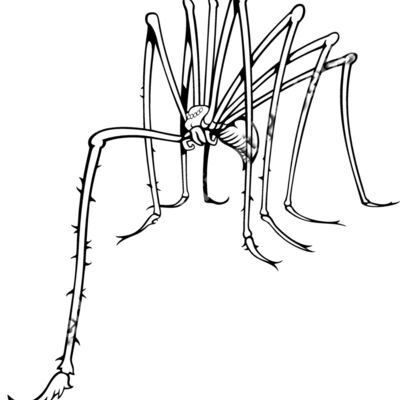 ES3spider02bw Thumbnail