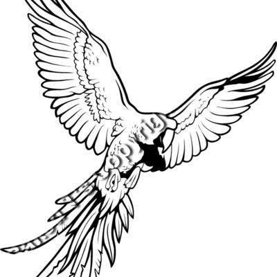 ES3parrot01bw Thumbnail