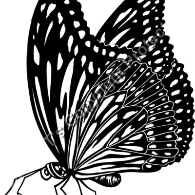ES3butterfly01bw Thumbnail