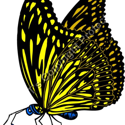 ES3butterfly01clr Thumbnail