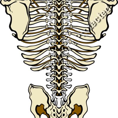 ES3bones01clr Thumbnail